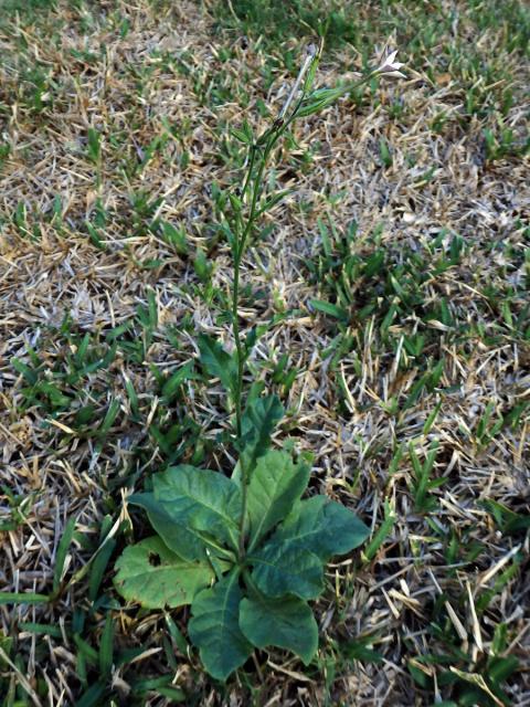 Tabák (Nicotiana plumbaginifolia Viviani)