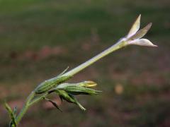 Tabák (Nicotiana plumbaginifolia Viviani)