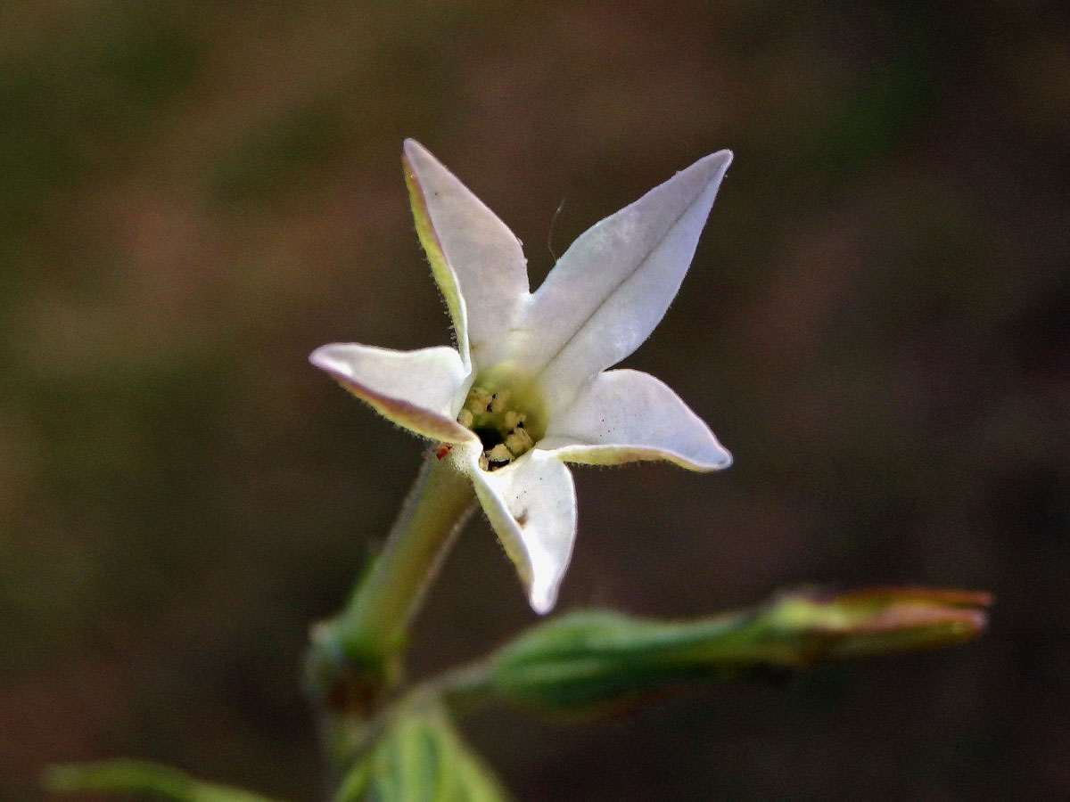 Tabák (Nicotiana plumbaginifolia Viviani)