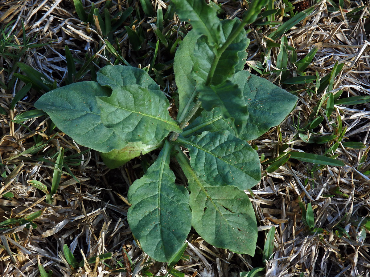 Tabák (Nicotiana plumbaginifolia Viviani)