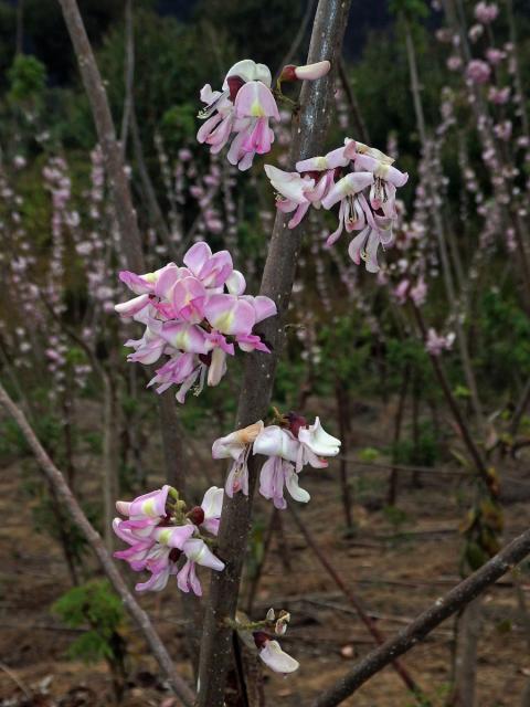 Gliricidia sepium (Jacq.) Walp.