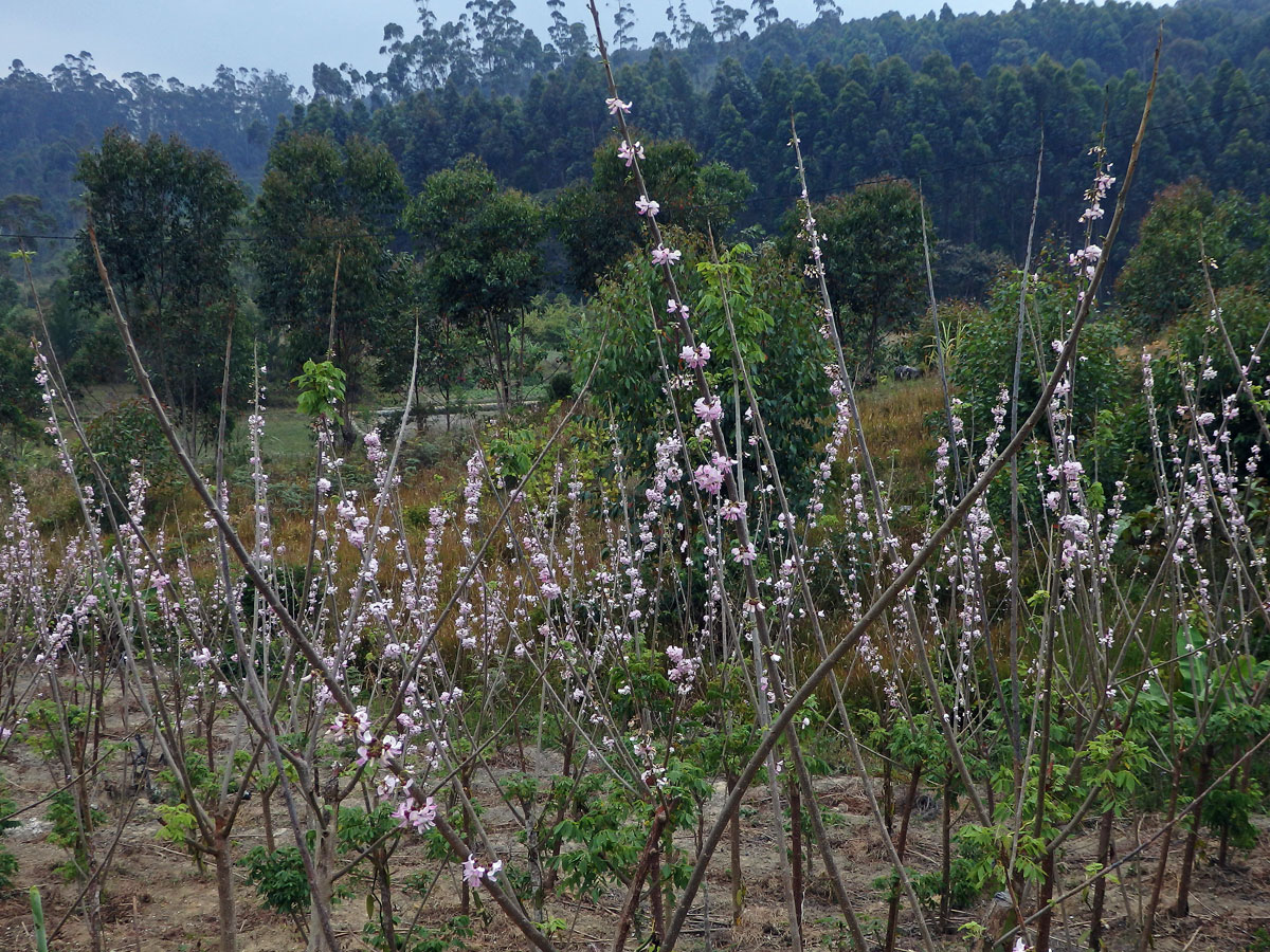 Gliricidia sepium (Jacq.) Walp.