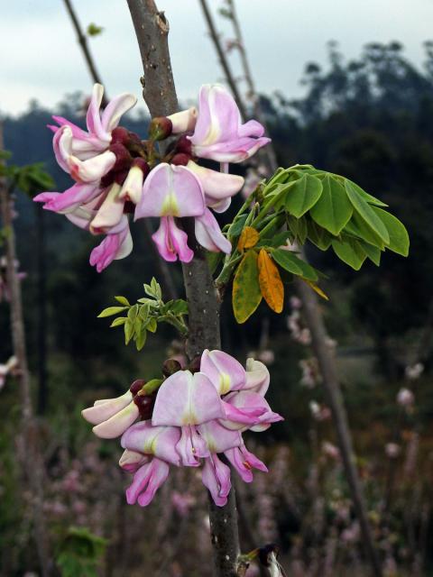 Gliricidia sepium (Jacq.) Walp.