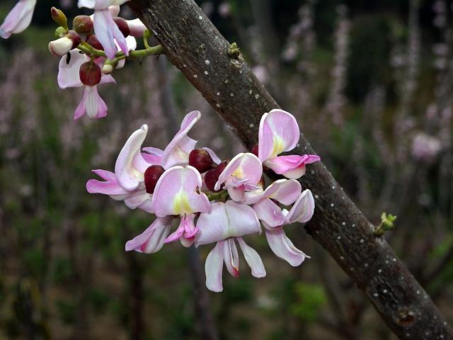 Gliricidia sepium (Jacq.) Walp.