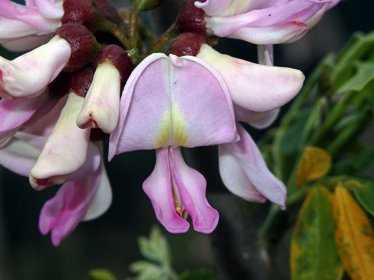 Gliricidia sepium (Jacq.) Walp.