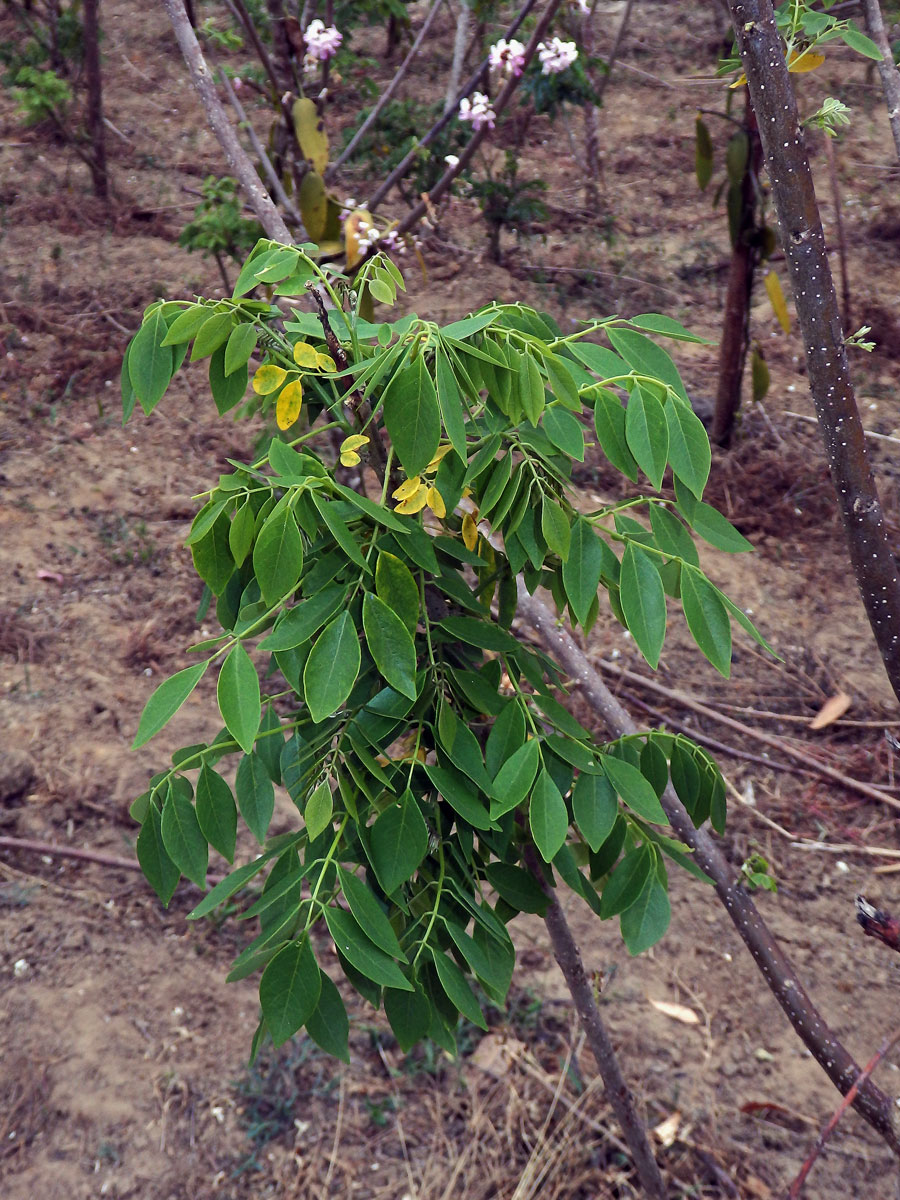 Gliricidia sepium (Jacq.) Walp.