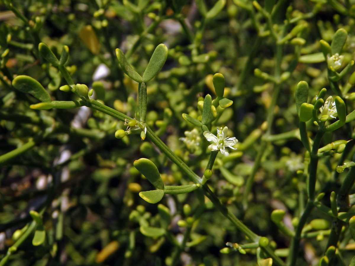 Kaciba (Zygophyllum madagascariense (Baill.) Stauffer)