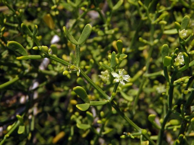 Kaciba (Zygophyllum madagascariense (Baill.) Stauffer)