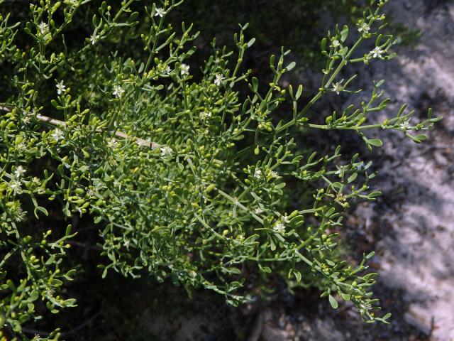 Kaciba (Zygophyllum madagascariense (Baill.) Stauffer)