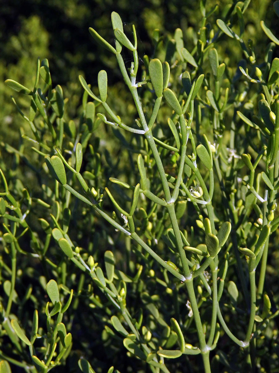 Kaciba (Zygophyllum madagascariense (Baill.) Stauffer)