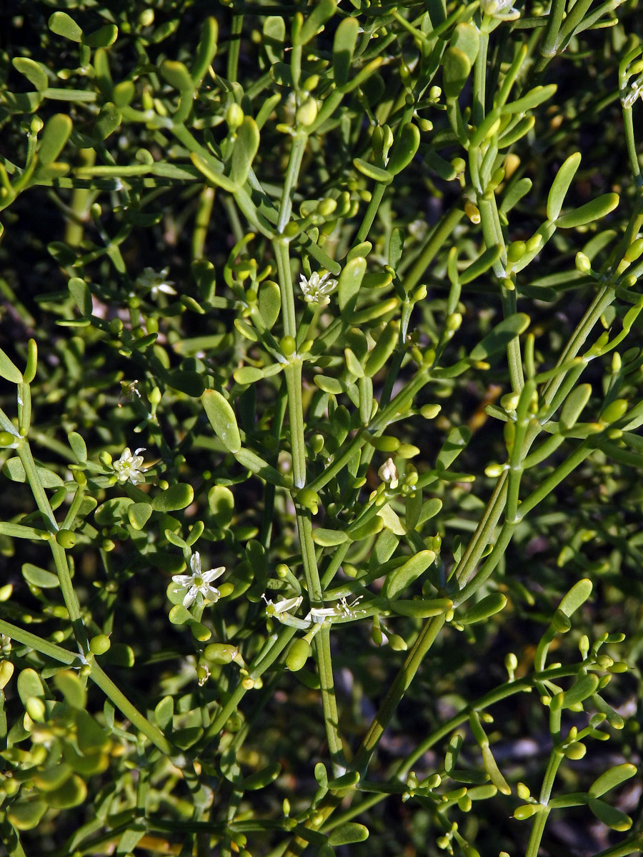 Kaciba (Zygophyllum madagascariense (Baill.) Stauffer)