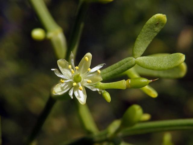 Kaciba (Zygophyllum madagascariense (Baill.) Stauffer)