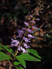 13_Ostatní čeledi (Plectranthus)