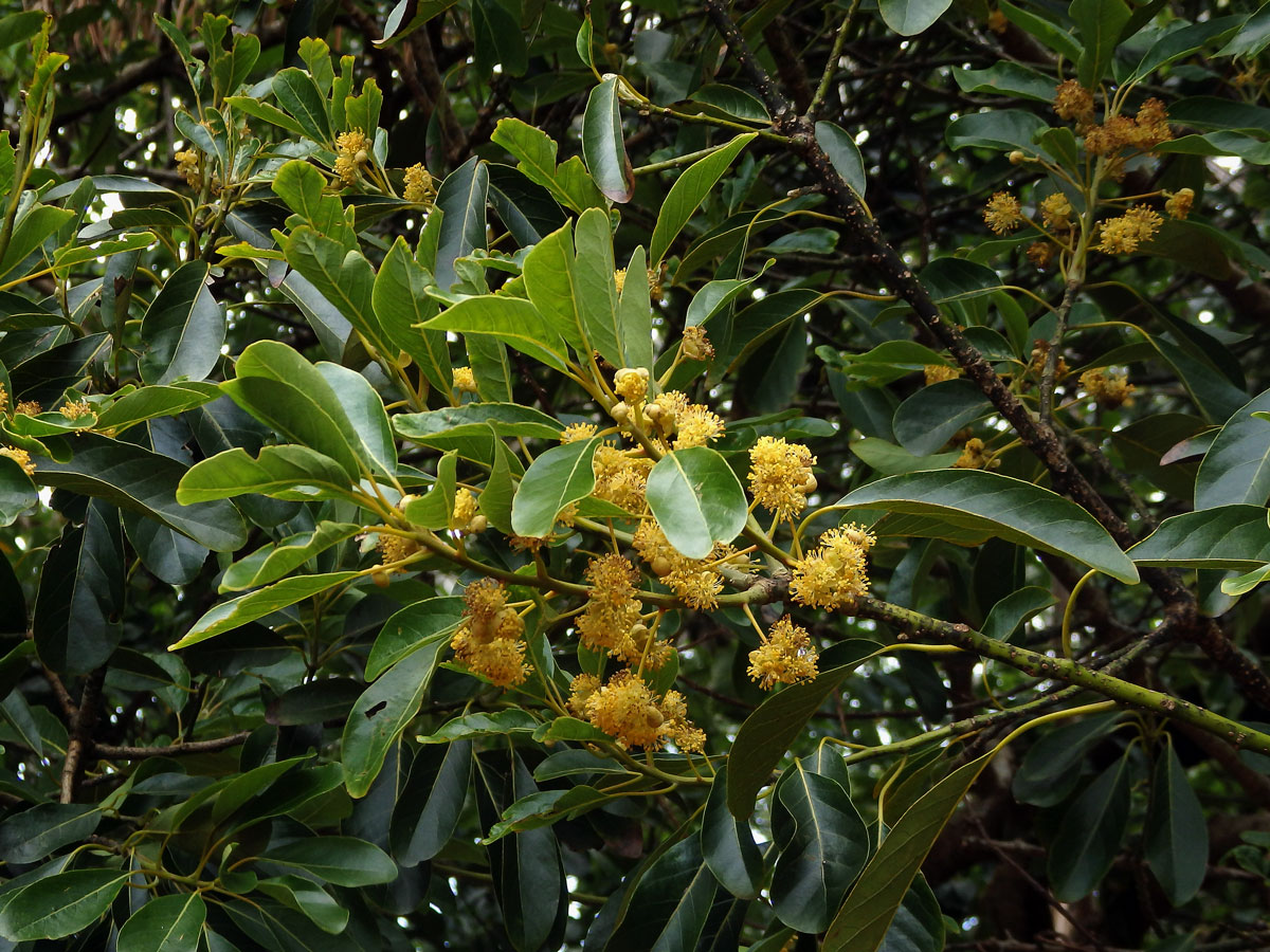 Litsea glutinosa (Lour.) C. B. Rob.