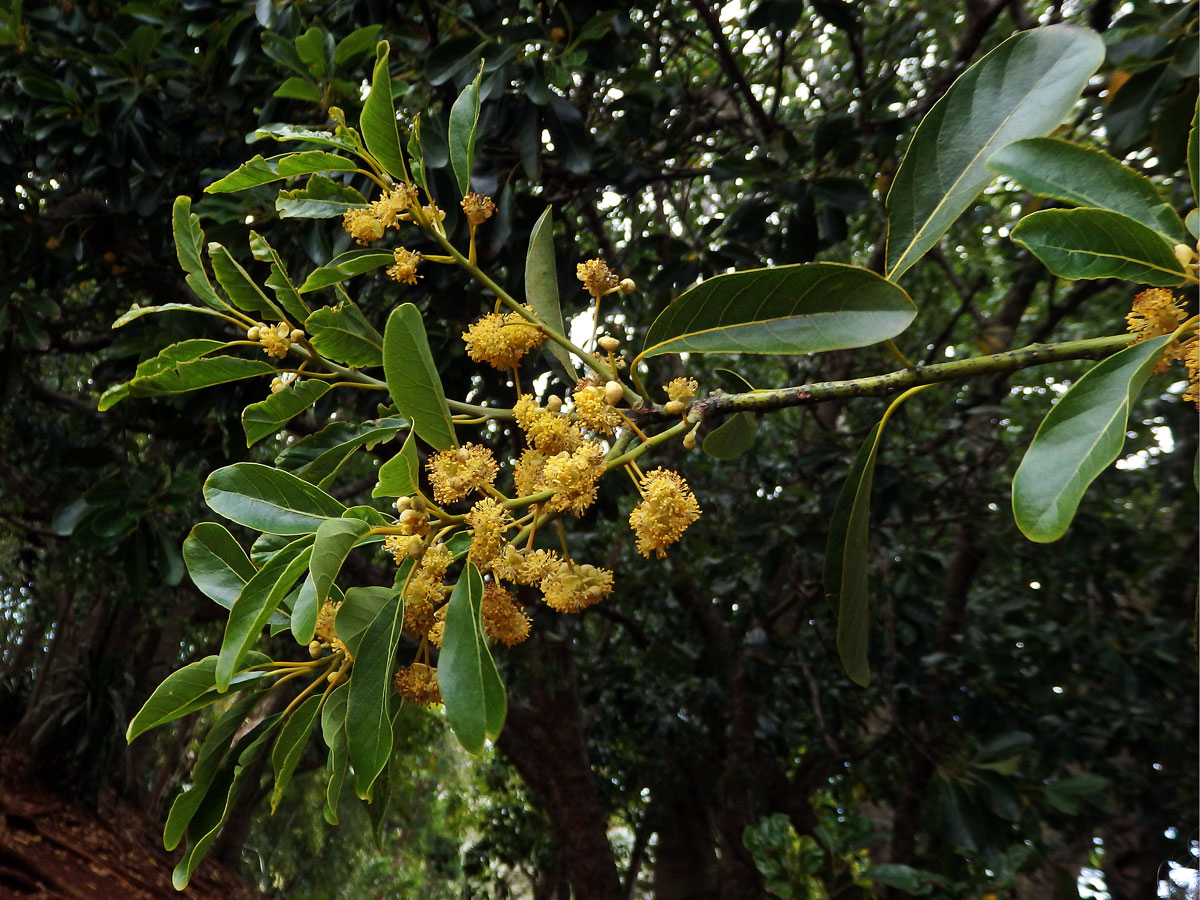 Litsea glutinosa (Lour.) C. B. Rob.