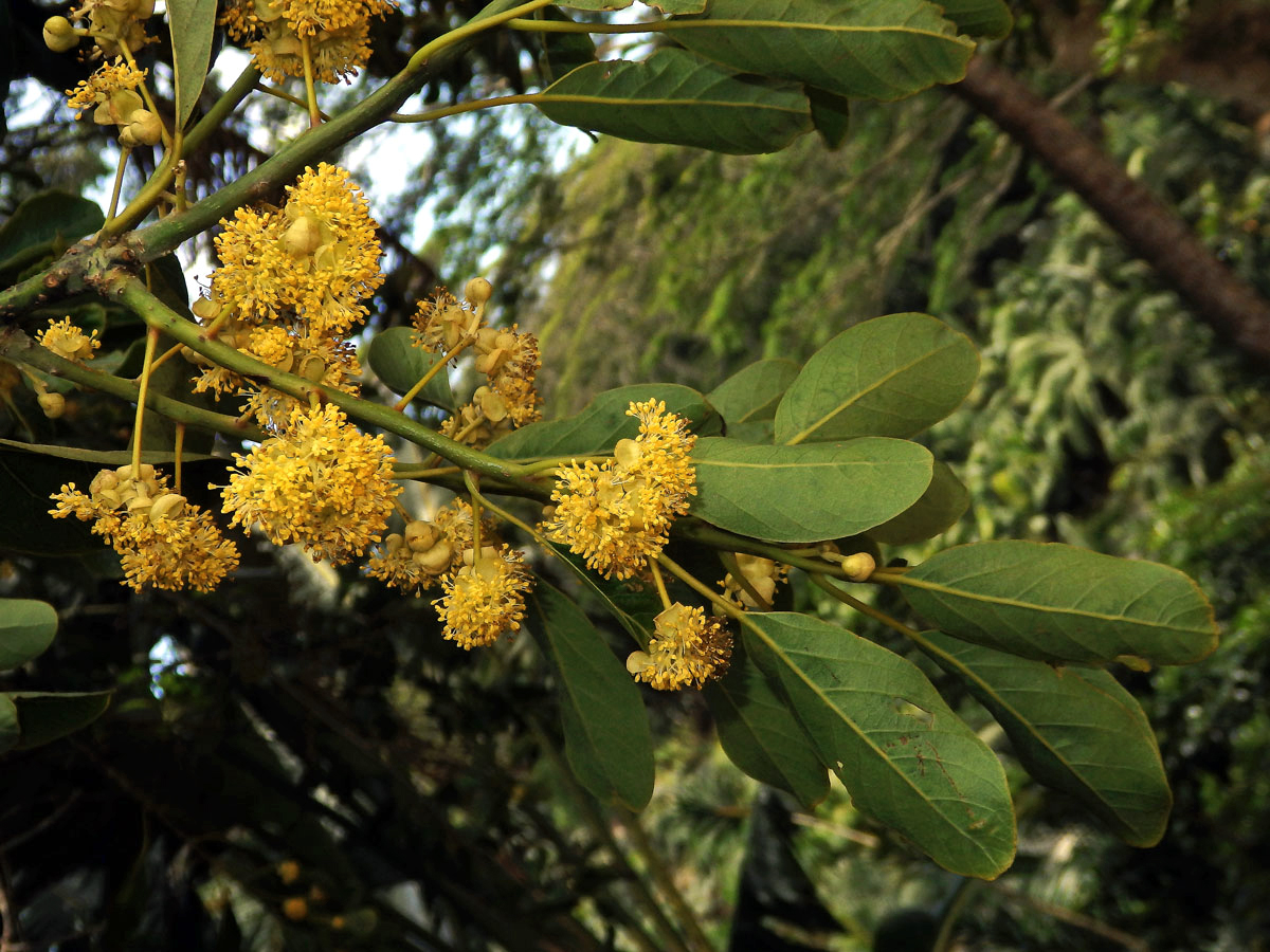 Litsea glutinosa (Lour.) C. B. Rob.