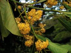 Litsea glutinosa (Lour.) C. B. Rob.