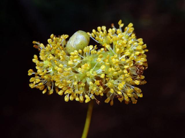 Litsea glutinosa (Lour.) C. B. Rob.