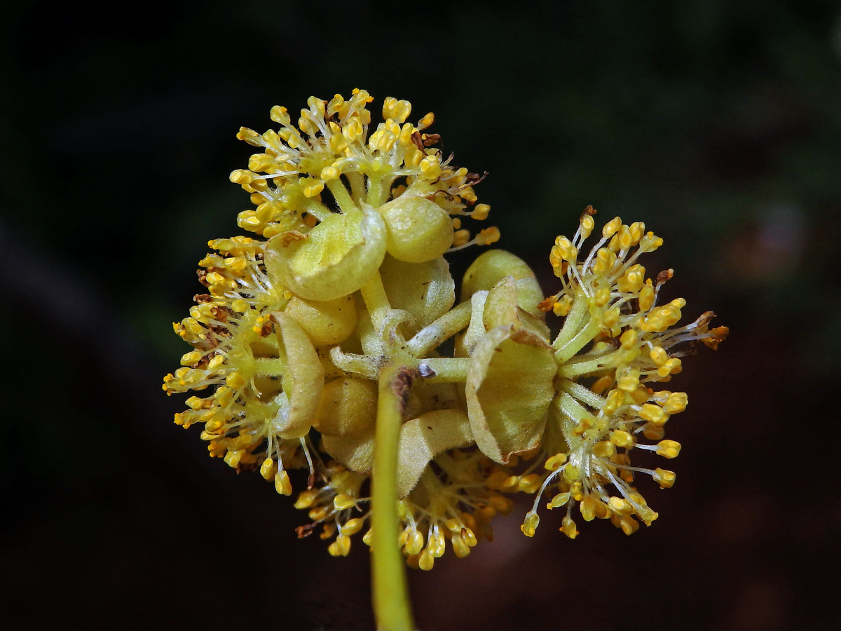 Litsea glutinosa (Lour.) C. B. Rob.