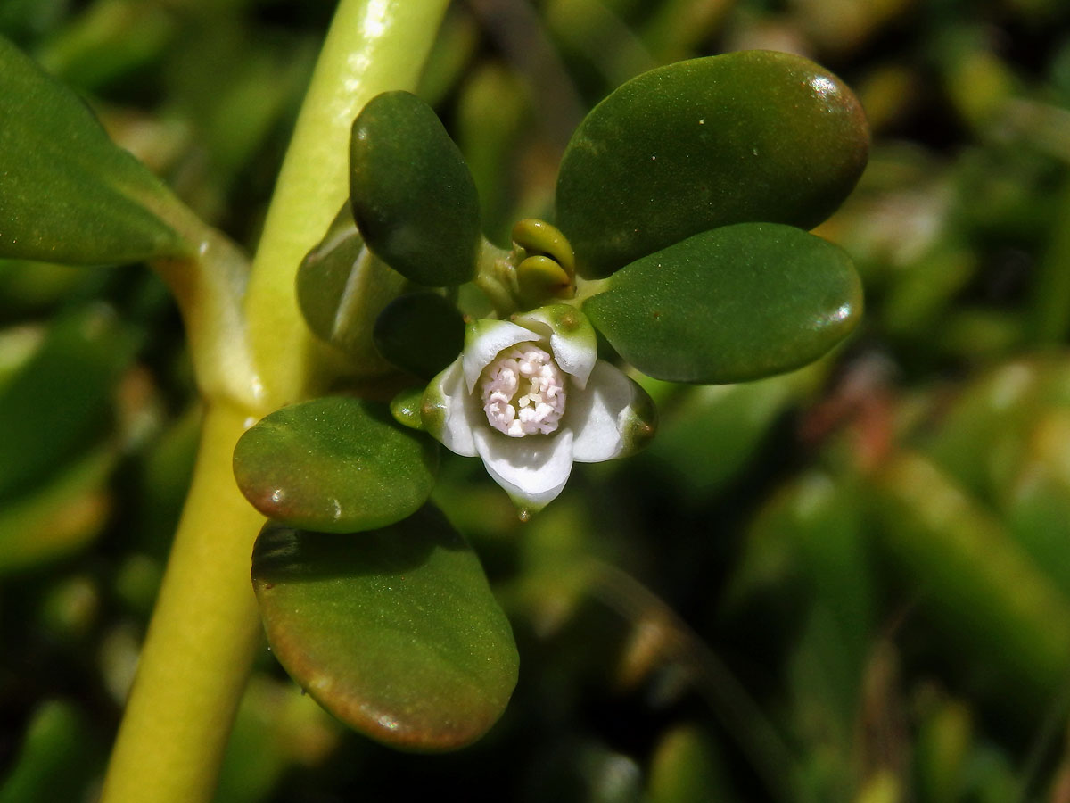 Sesuvium ayresii Marais