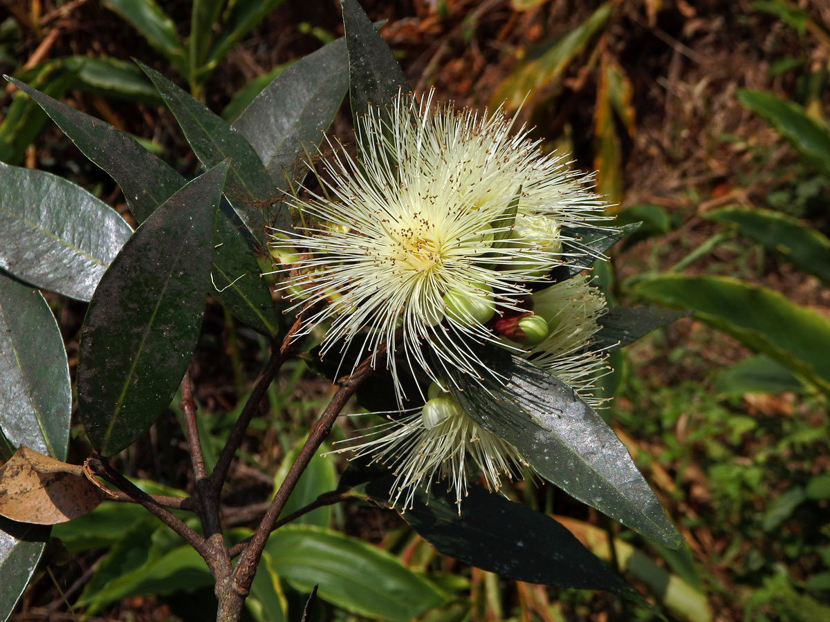 Jambosa obecná (Syzygium jambos (L.) Alston)