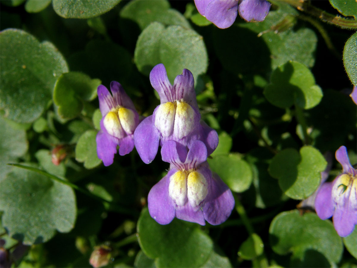 Zvěšinec bledý (Cymbalaria palida (Ten.) Wettst.)