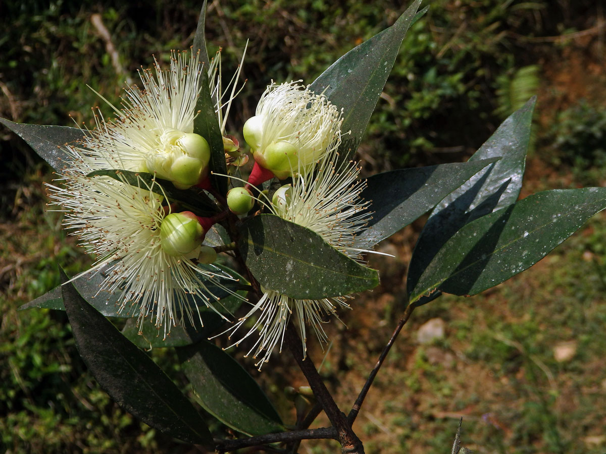 Jambosa obecná (Syzygium jambos (L.) Alston)