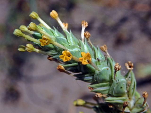 Kříženka (Crucianella maritima L.)