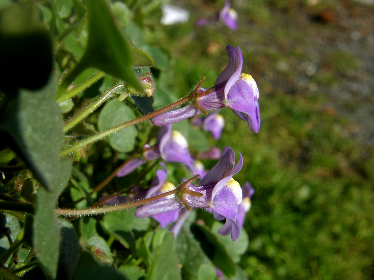 Zvěšinec bledý (Cymbalaria palida (Ten.) Wettst.)