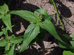 Kalanka lékařská (Spigelia anthelmia L.)