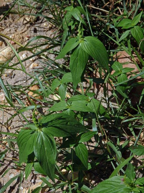 Kalanka lékařská (Spigelia anthelmia L.)