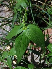 Kalanka lékařská (Spigelia anthelmia L.)