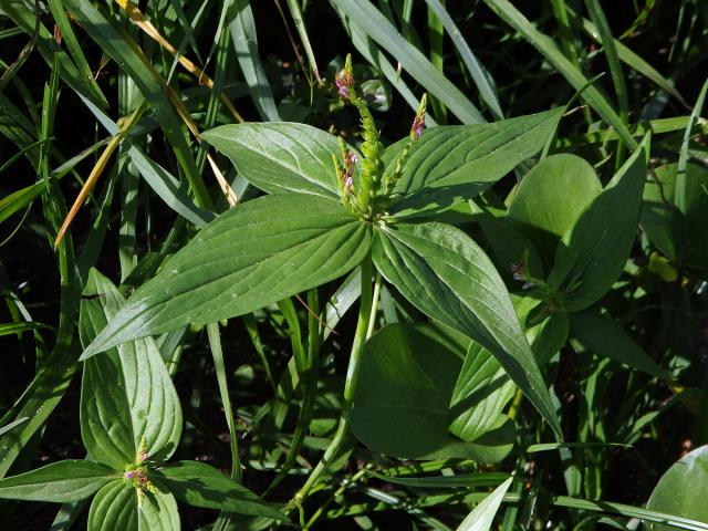 Kalanka lékařská (Spigelia anthelmia L.)