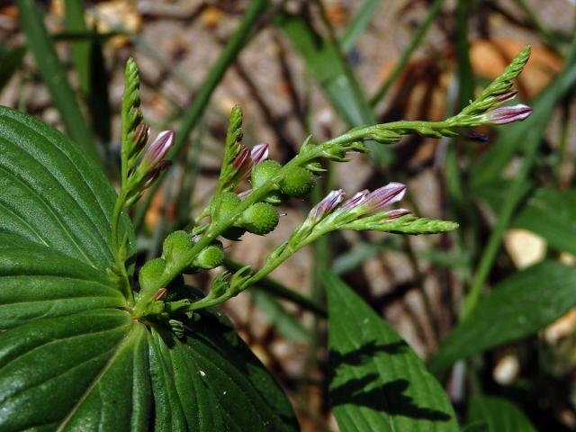 Kalanka lékařská (Spigelia anthelmia L.)