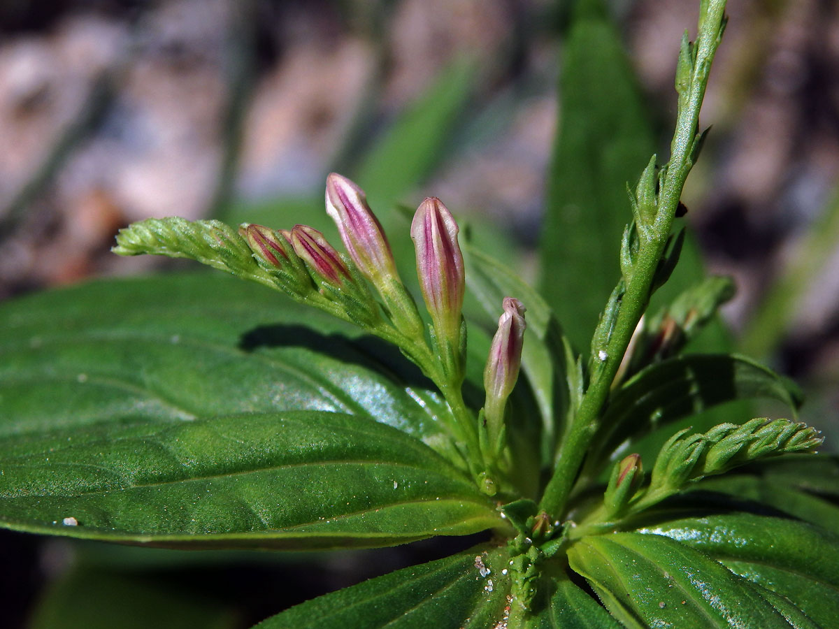 Kalanka lékařská (Spigelia anthelmia L.)