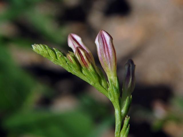 Kalanka lékařská (Spigelia anthelmia L.)