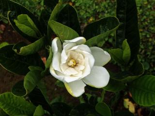 Gardenia jasminoides J. Ellis