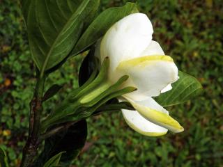 Gardenia jasminoides J. Ellis