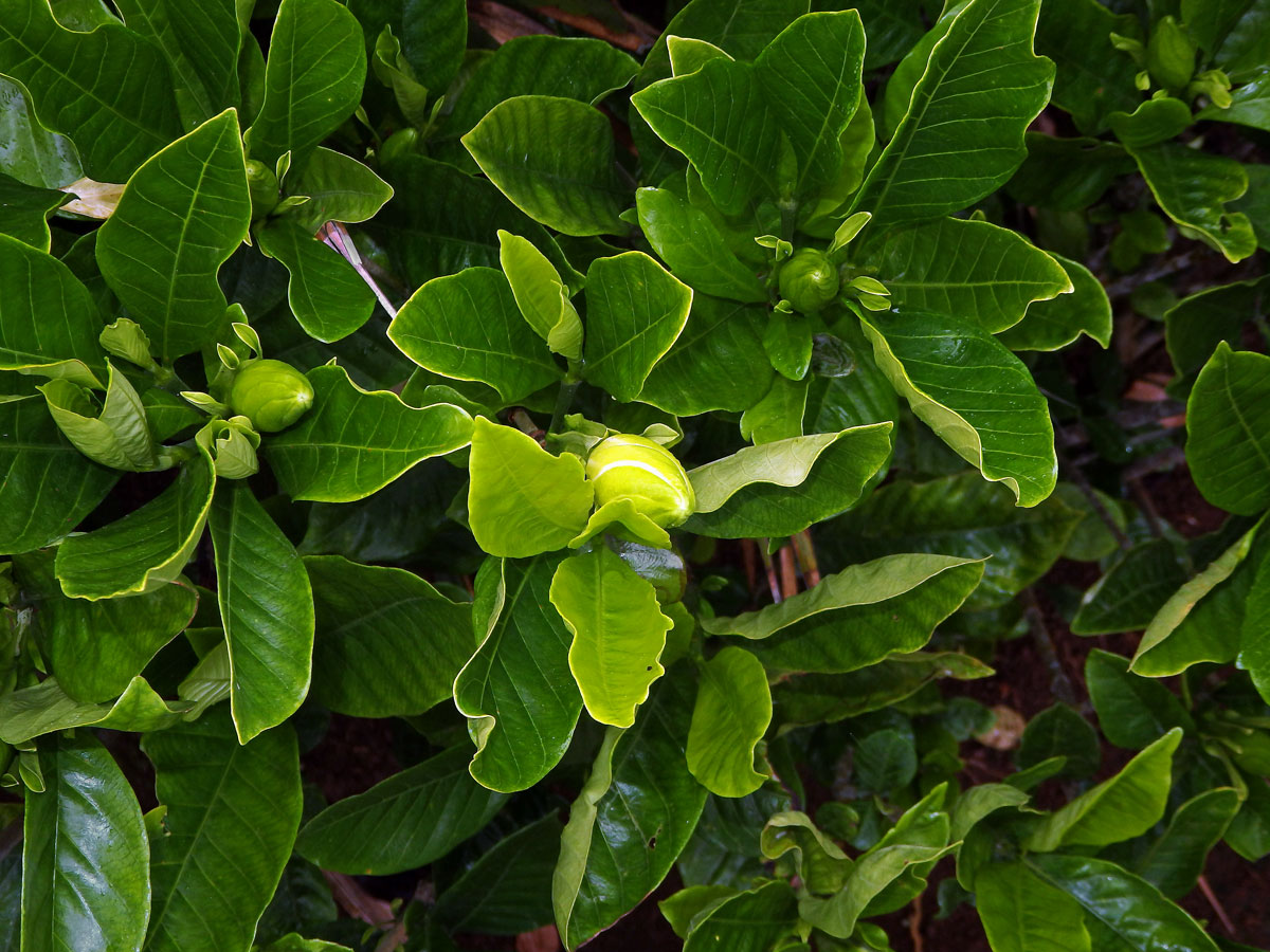 Gardenia jasminoides J. Ellis