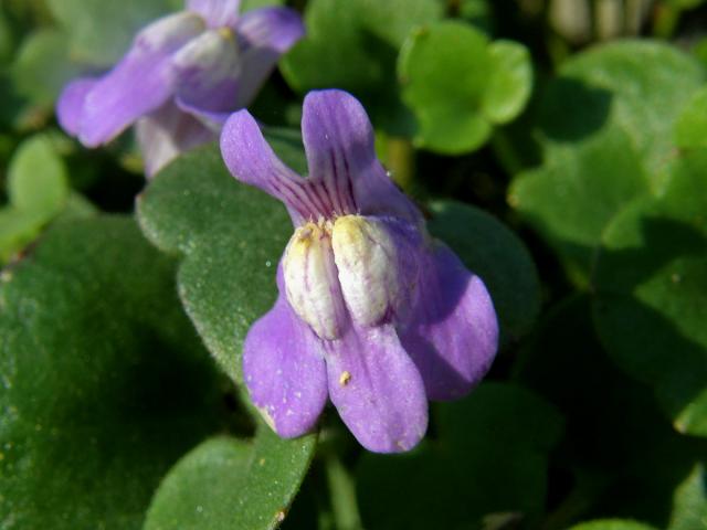 Zvěšinec bledý (Cymbalaria palida (Ten.) Wettst.)