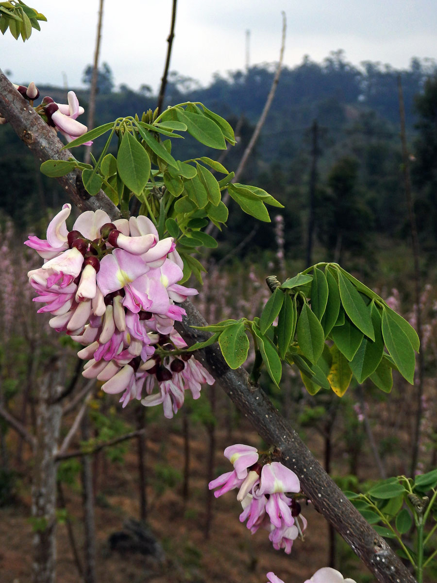 Gliricidia sepium (Jacq.) Walp.