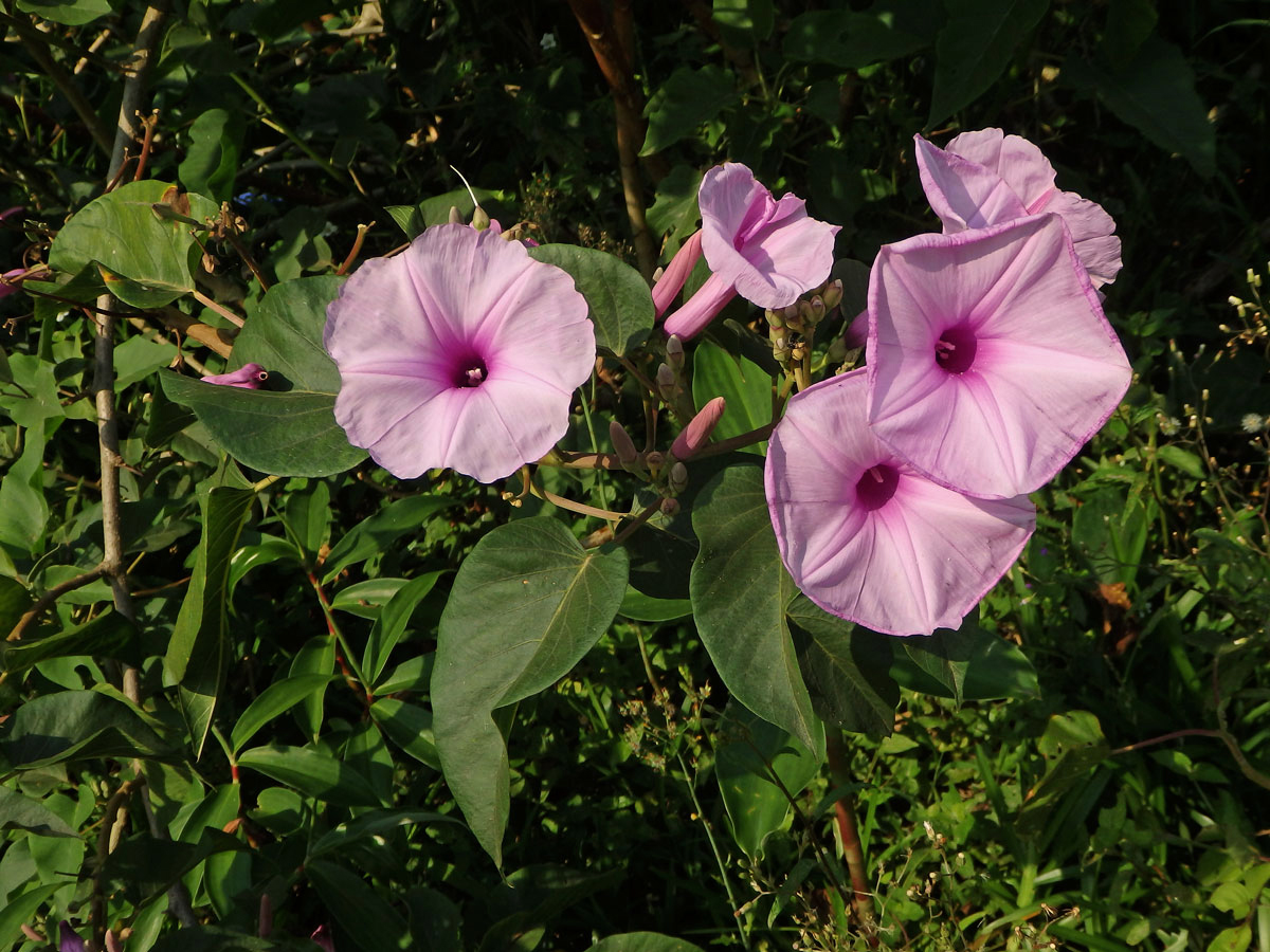 Povíjnice (Ipomoea carnea Jacq.)