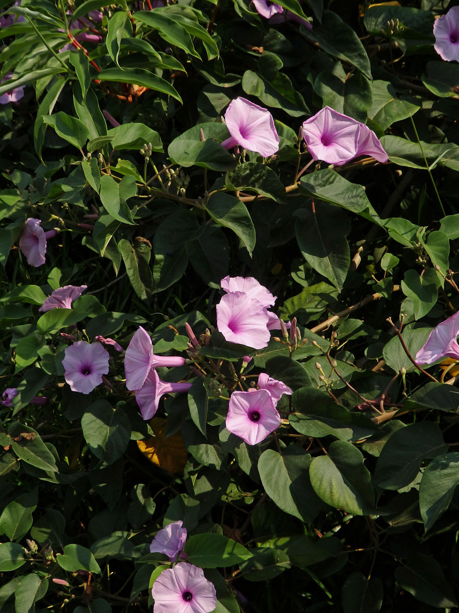 Povíjnice (Ipomoea carnea Jacq.)