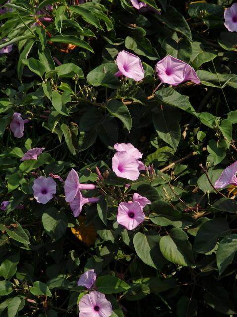 Povíjnice (Ipomoea carnea Jacq.)