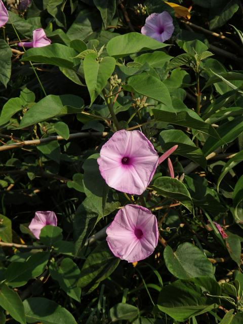 Povíjnice (Ipomoea carnea Jacq.)