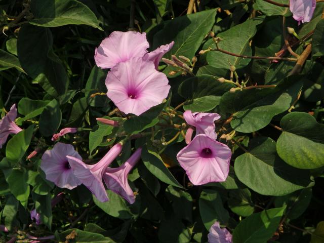 Povíjnice (Ipomoea carnea Jacq.)