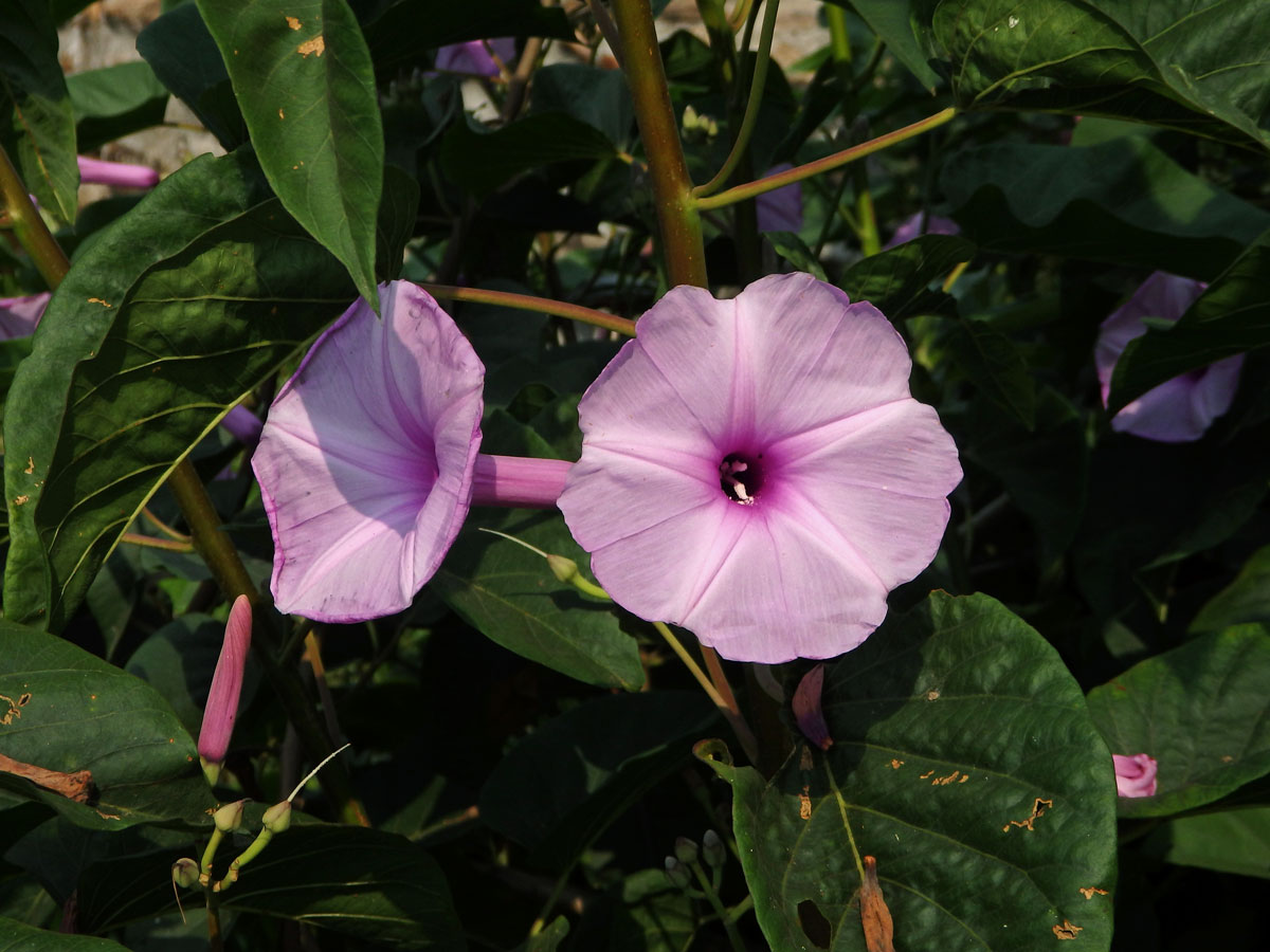 Povíjnice (Ipomoea carnea Jacq.)