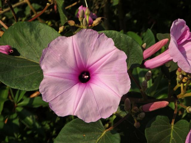 Povíjnice (Ipomoea carnea Jacq.)