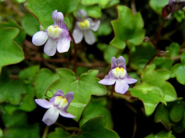 Zvěšinec zední (Cymbalaria muralis G., M. et Sch.)