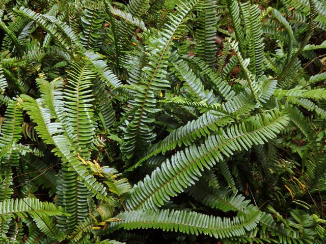 Nephrolepis cordifolia (L.) C. Presl